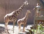 Giraffes